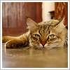 Clicca sull'immagine per leggere l'articolo L'arrivo del gatto