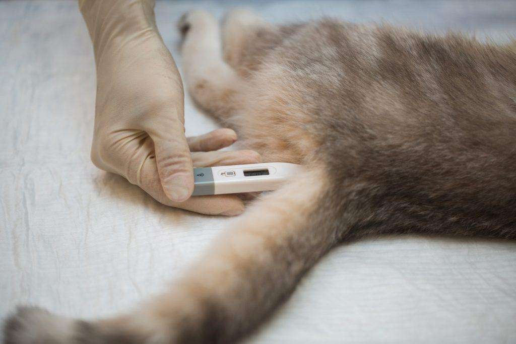Come misurare la febbre al gatto 8 Come imisurare la temperatura al gatto